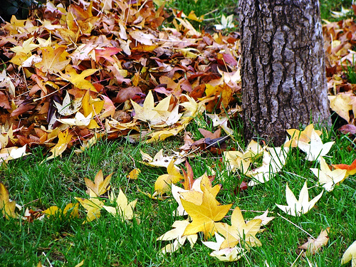 otoño