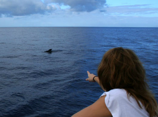 ballena
