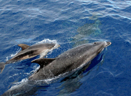 delfines