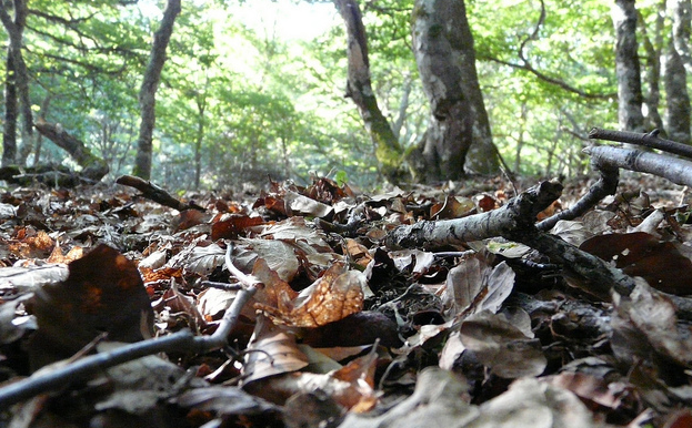 naturaleza
