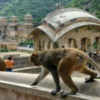 templo monos india