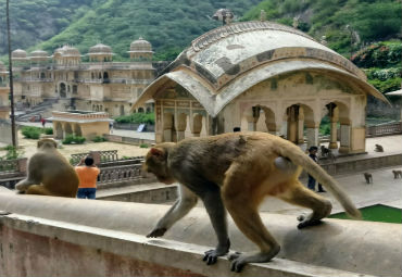 templo monos india
